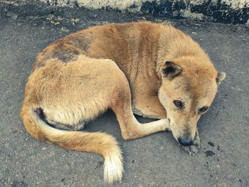 High angle view of dog on road