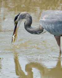 Great blue heron