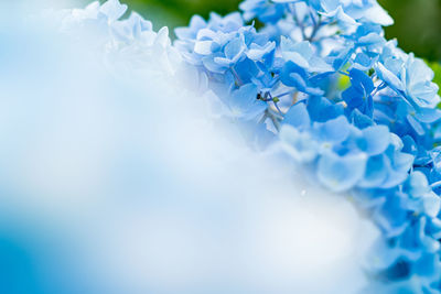 Close-up of white hydrangea flowers against blue sky