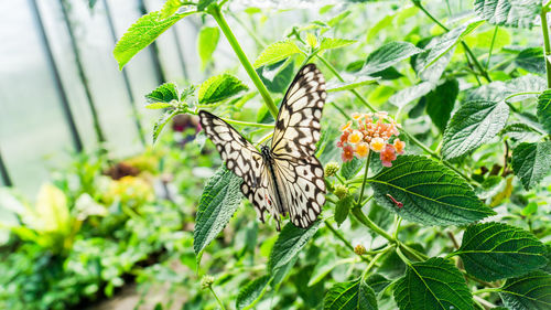 Close-up of butterfly on plant