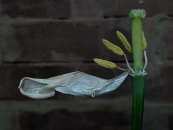 Close-up of green plant