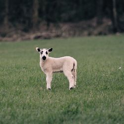 Grass grazing on grassy field