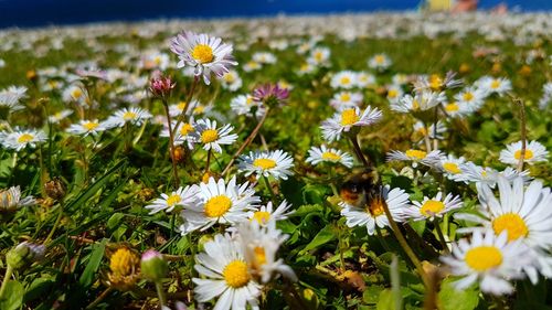 Close-up of white daisy flowers in field