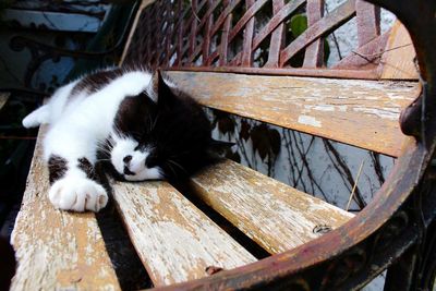 Close-up of cat lying down on wood