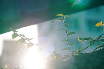 Low angle view of plant against sky