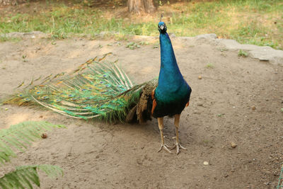 Peacock in a field