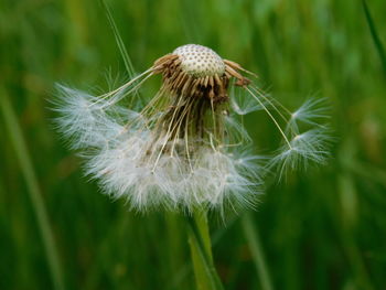Close-up of wilted dandelion flower