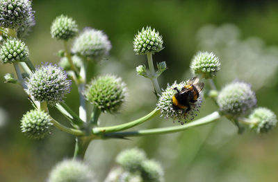 Close-up of insect on flower