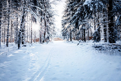 Snow covered land amidst trees on field