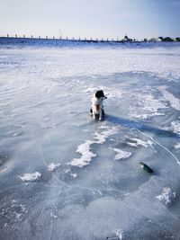 ice