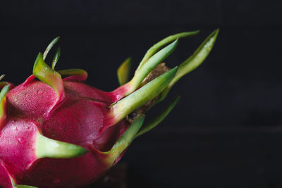 Close-up of flower over black background