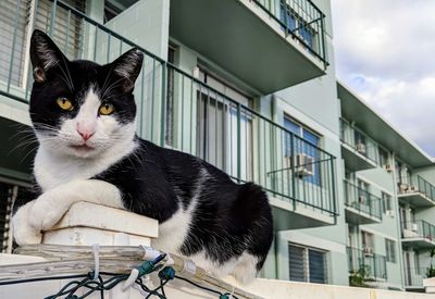 Portrait of cat sitting against built structure