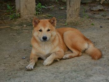 Portrait of dog relaxing on land