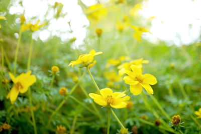 Close-up of yellow flowering plants on field