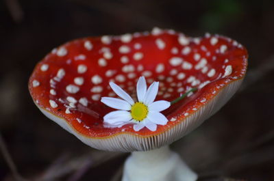 A mushroom with a flower