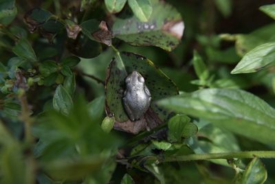 Close-up of lizard on plant