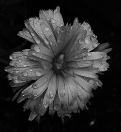 Close-up of water drops on flower