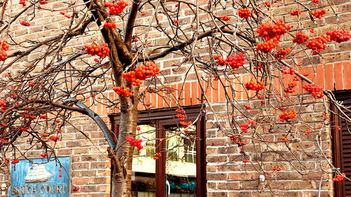 Cherry blossom tree by building during autumn