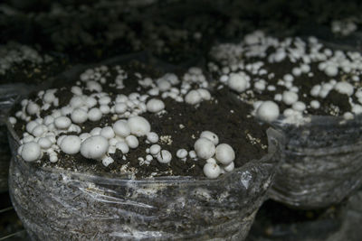 Close-up of eggs