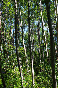 Trees in forest