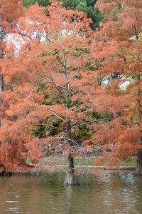 Scenic view of lake amidst trees during autumn