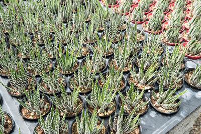 High angle view of succulent plant for sale