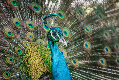 Close-up of peacock