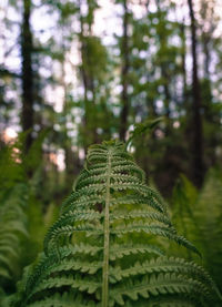 Close-up of fern growing in forest