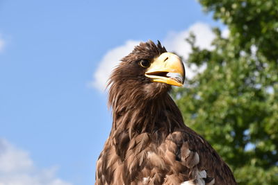 Low angle view of eagle against sky