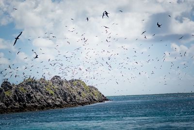 Flock of birds flying over sea against sky