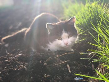 Portrait of kitten on field