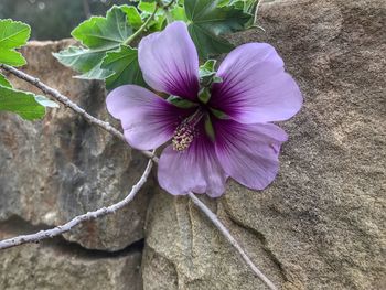 Close-up of hibiscus flower