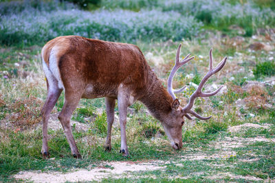 Deer standing in a field