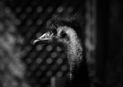 Close-up of a bird looking away