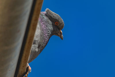 Low angle view of a bird against clear blue sky