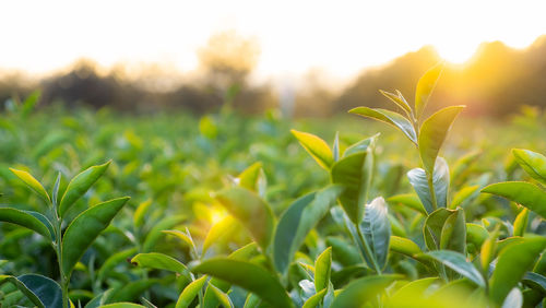 Close-up of fresh green plants on field