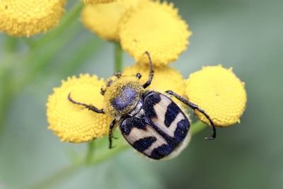 Close-up of insect on yellow flower