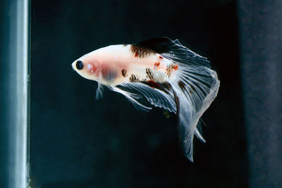 Close-up of fish swimming in sea