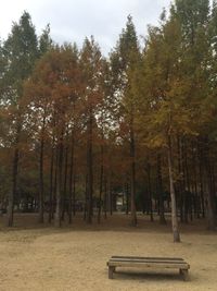 Trees in park