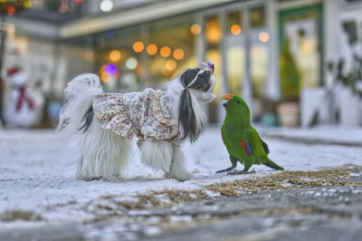 Close-up of dog on snow