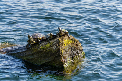 Three turtle sit on a log at gene coulon park in renton, washington.