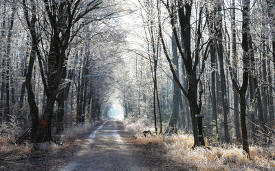 Road amidst trees in forest