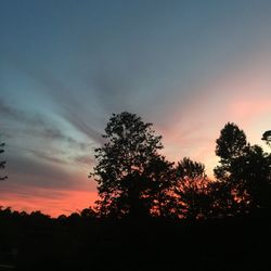 Silhouette of trees at sunset
