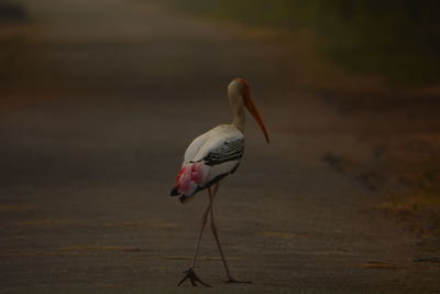 Bird on rock