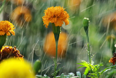 Close-up of yellow flowering plants