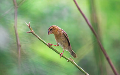 Close-up of bird perching on twig
