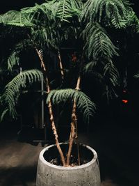 Close-up of fern against trees at night