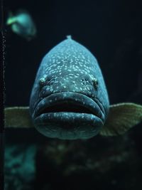 Close-up of fish in water