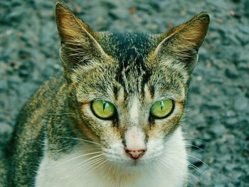 Close-up of cat