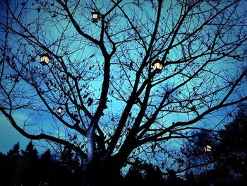 Low angle view of bird perching on bare tree